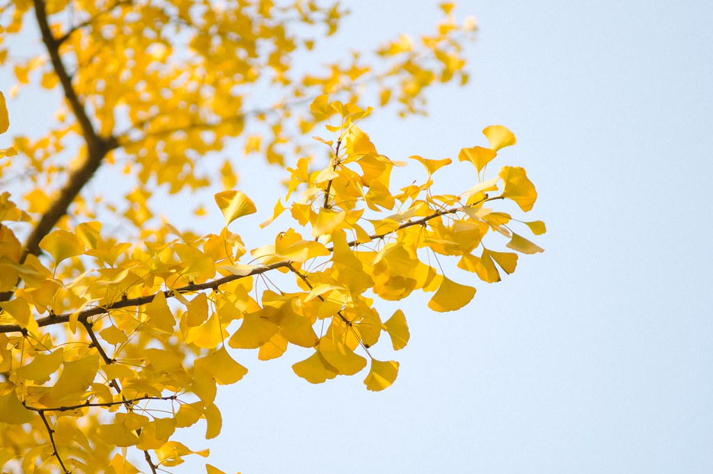 Ginkgo biloba