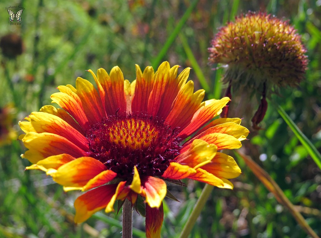 Gaillardia