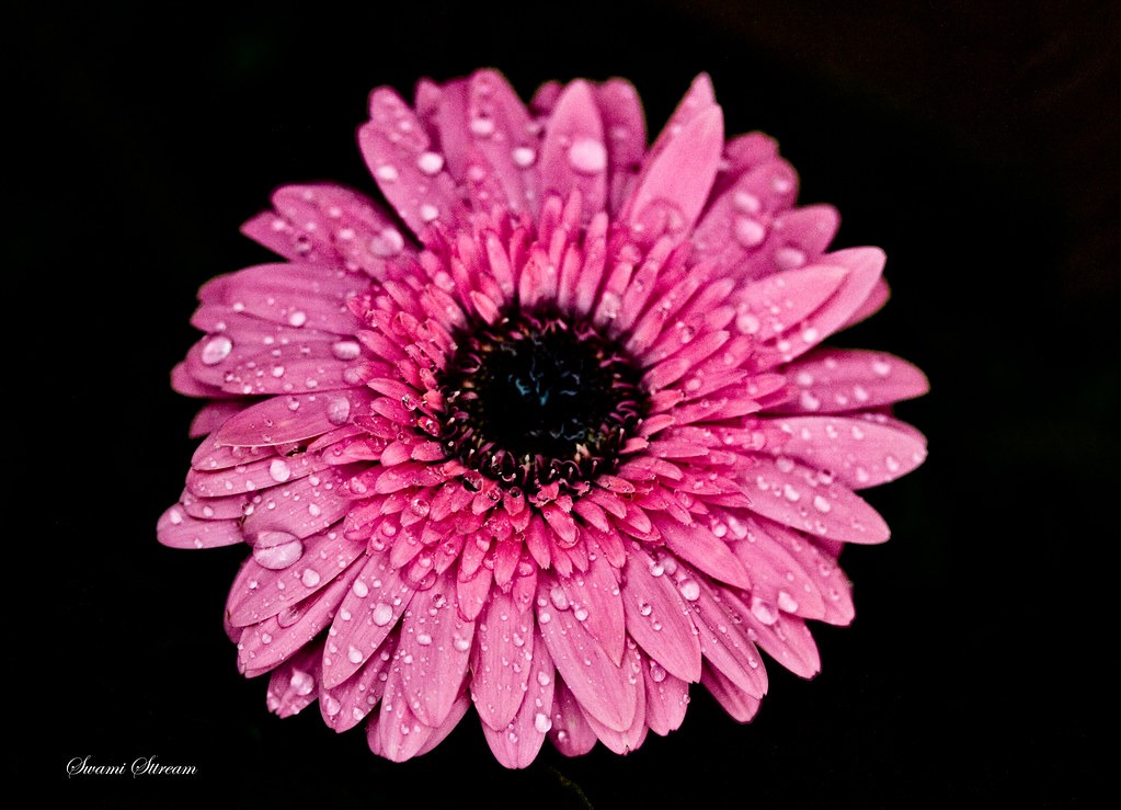 Gerbera