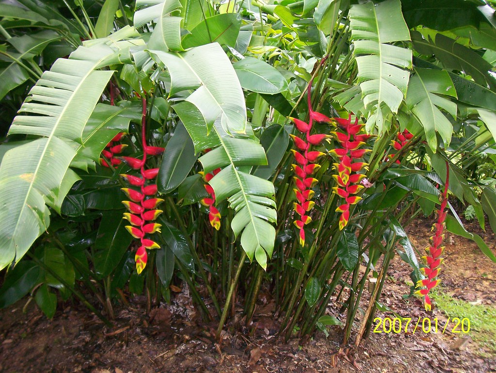 Heliconia