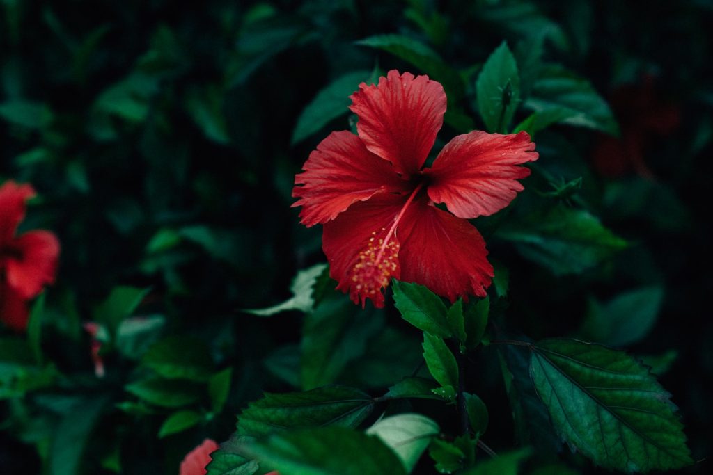 Hibiscus