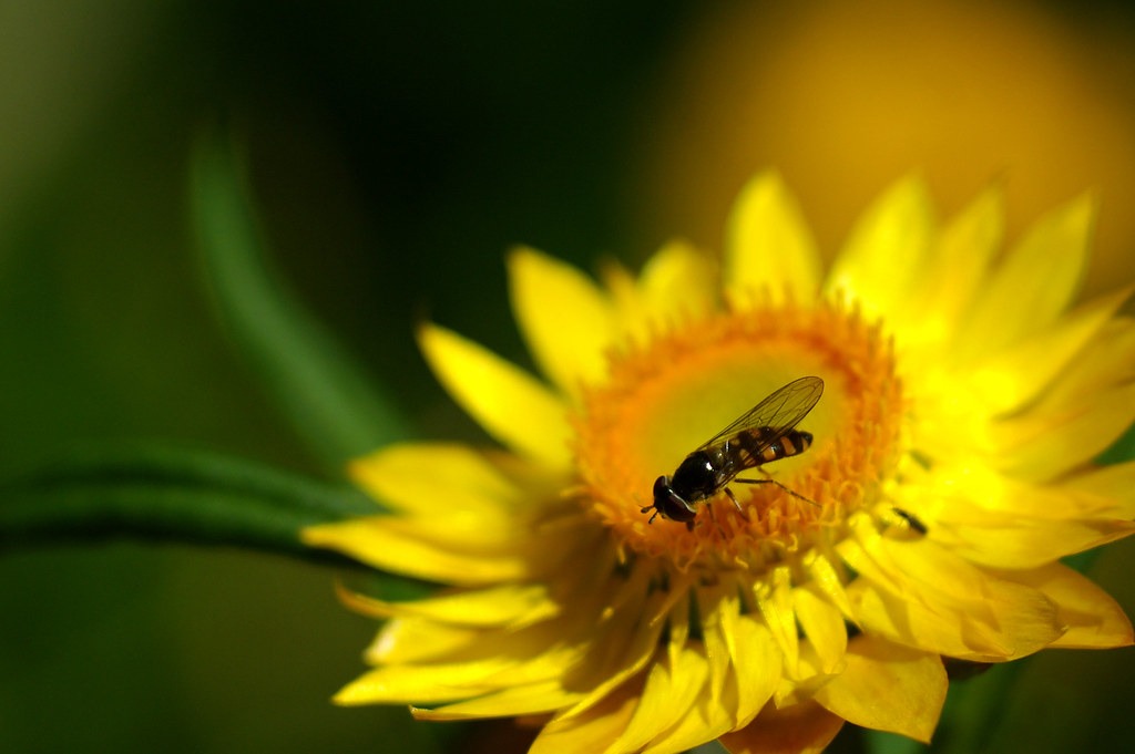 Xerochrysum bracteatum