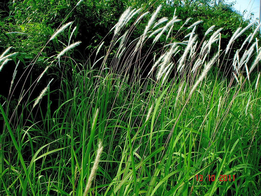Imperata cylindrica