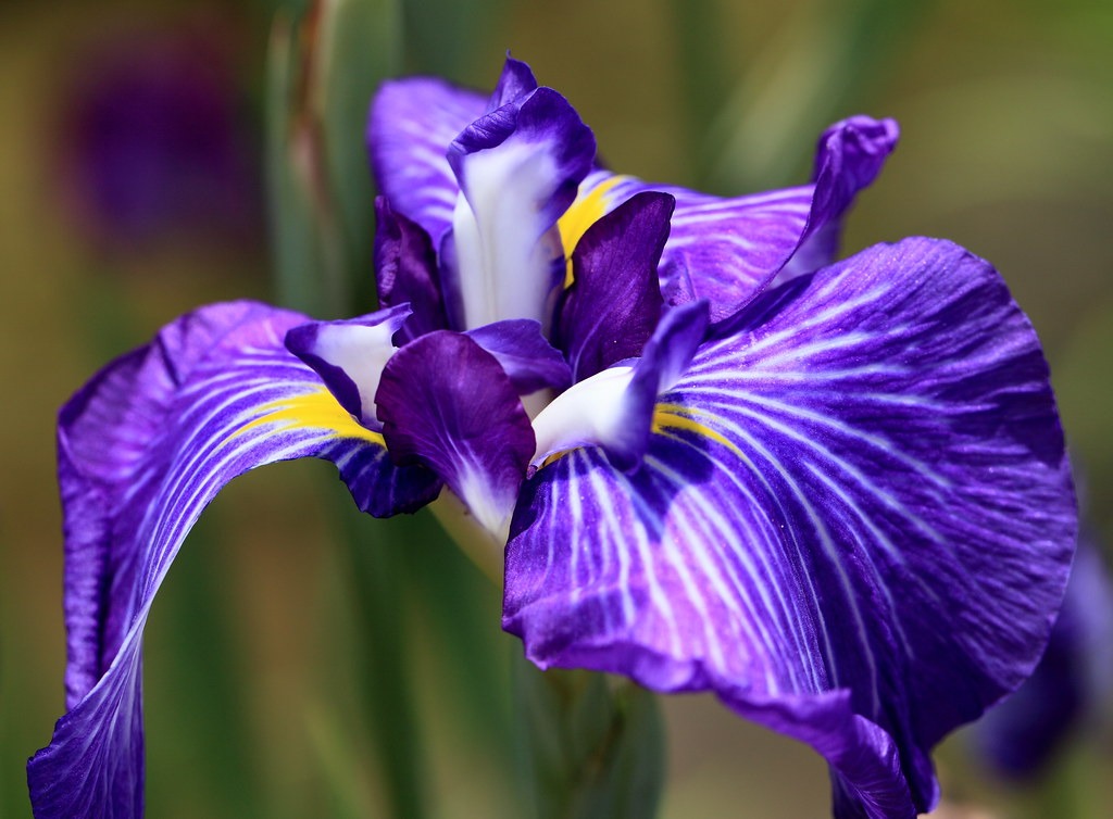 Iris ensata