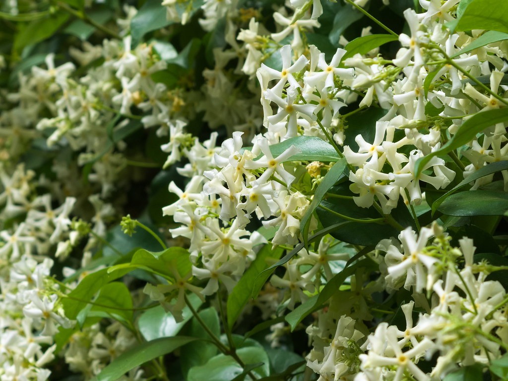 Trachelospermum jasminoides