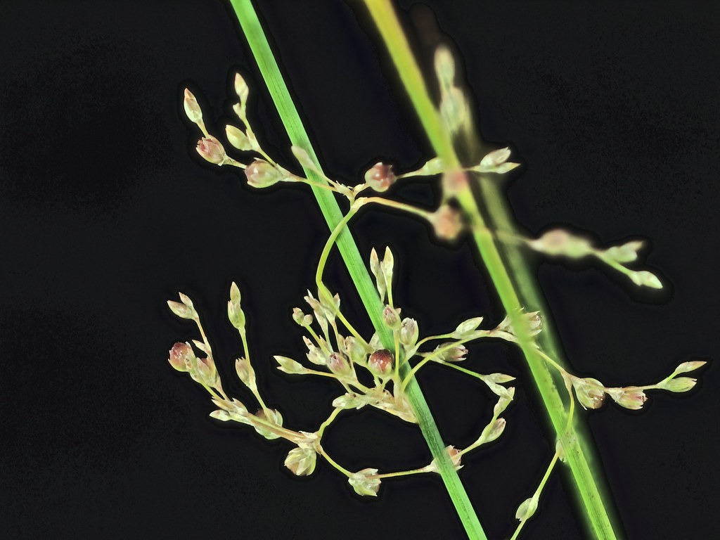 Juncus effusus