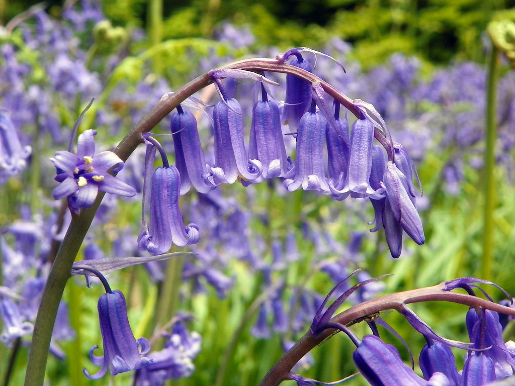Hyacinthoides non-scripta