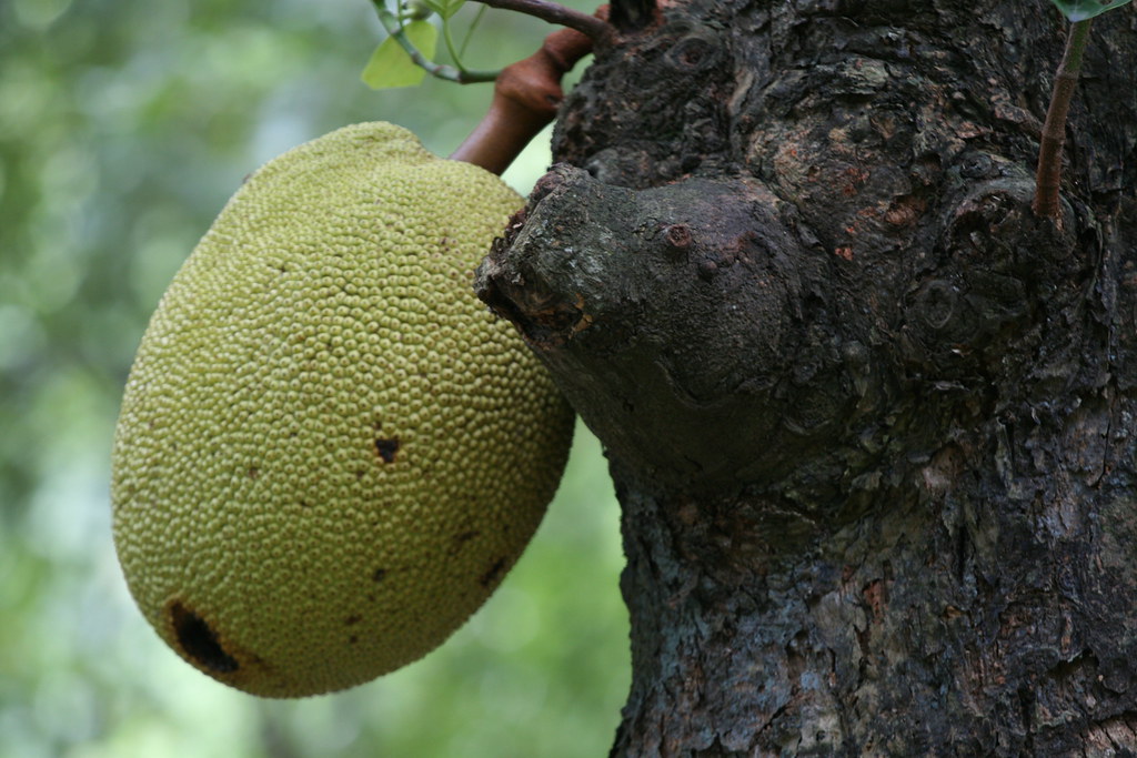 Artocarpus heterophyllus