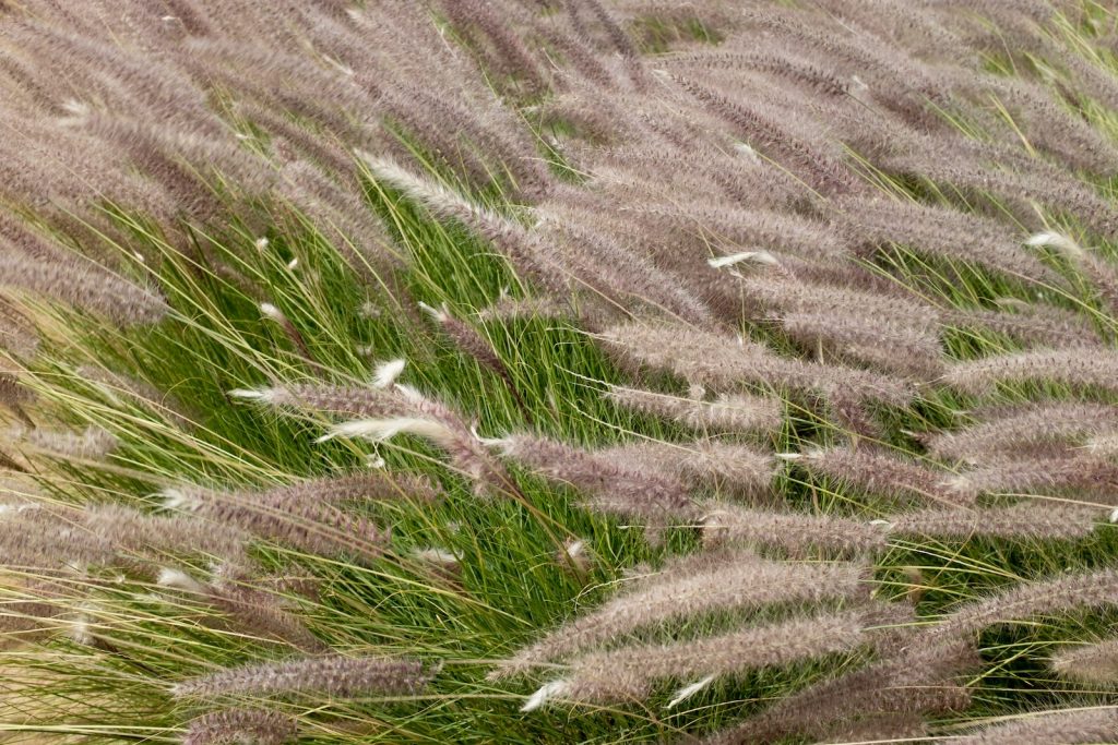 Pennisetum clandestinum