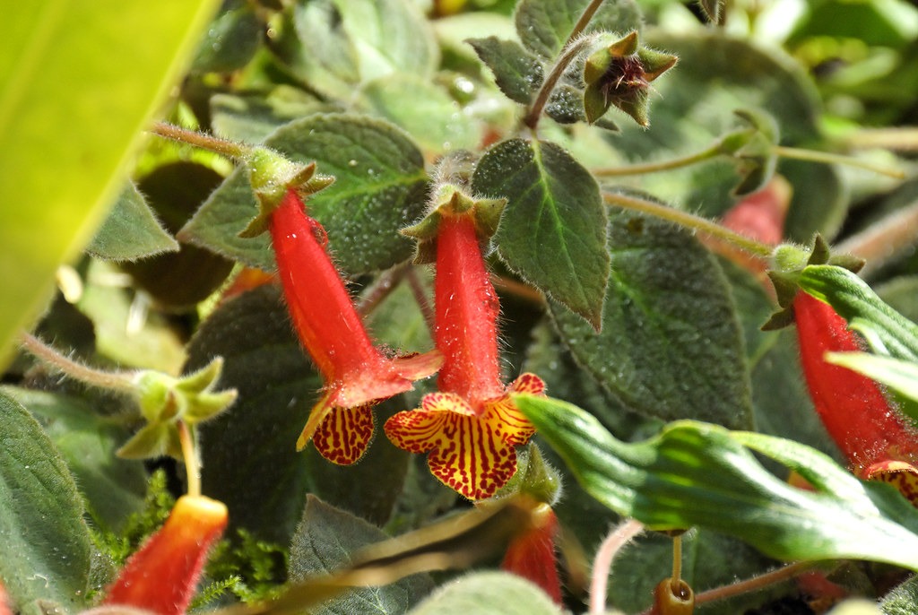 Kohleria bogotensis