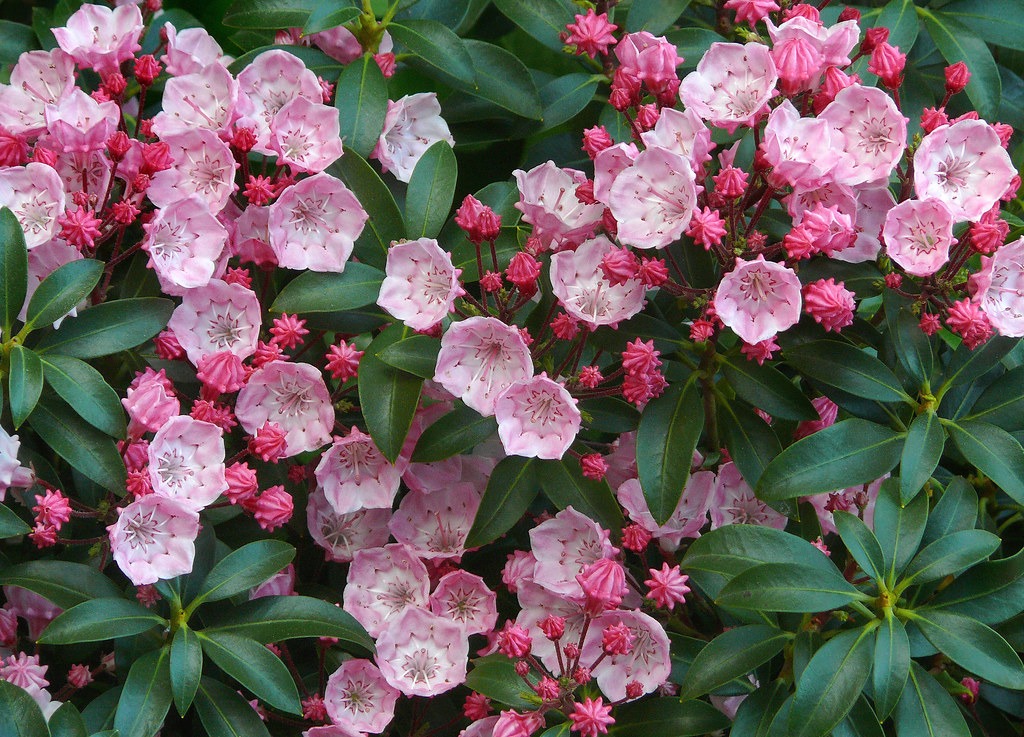 Kalmia latifolia
