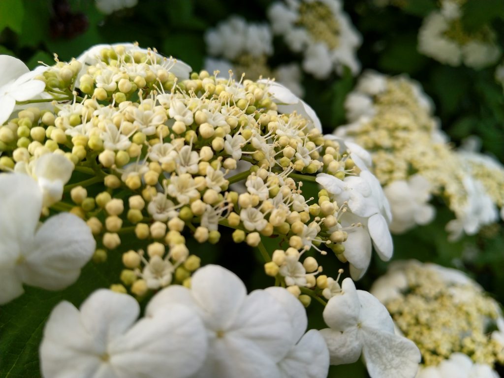 Viburnum tinus