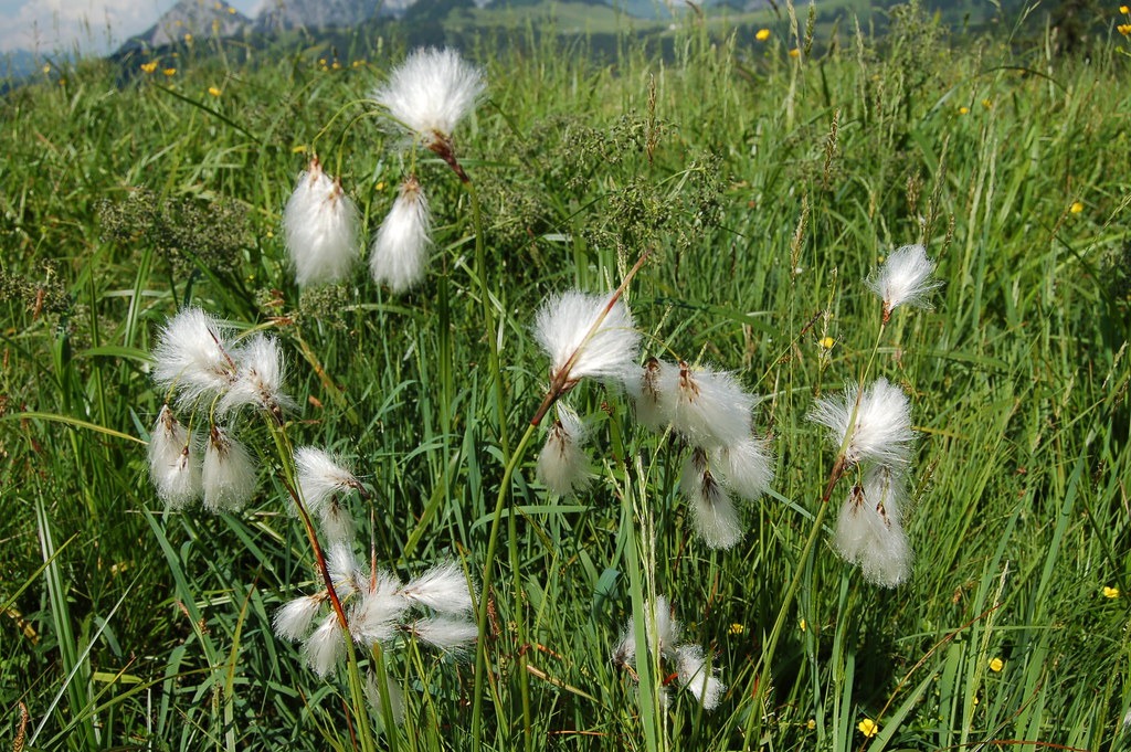 Eriophorum vaginatum