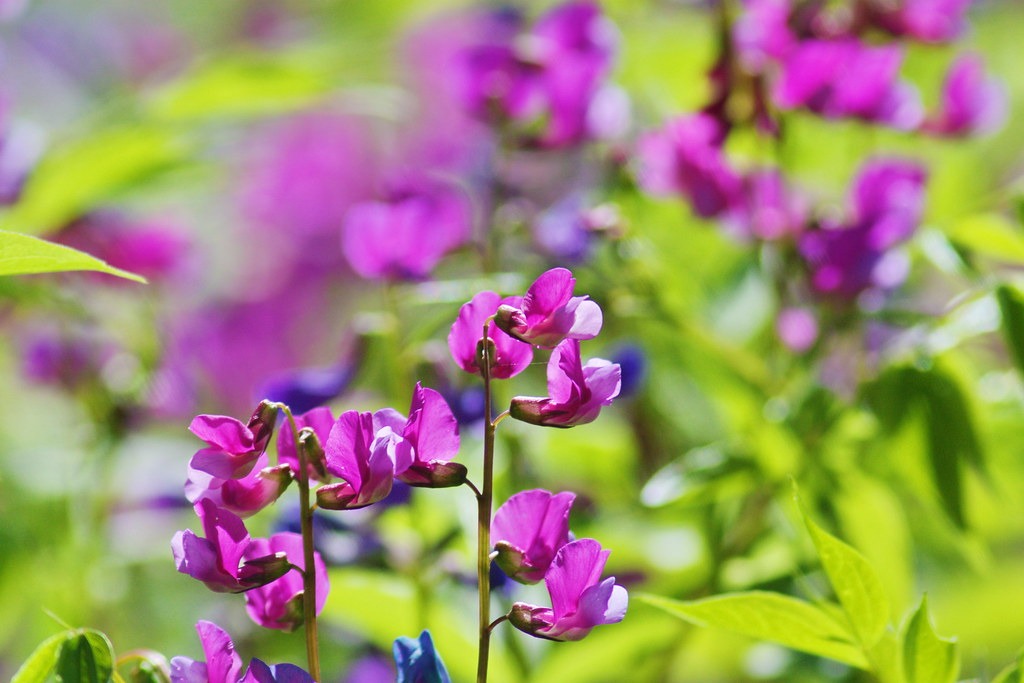 Lathyrus vernus