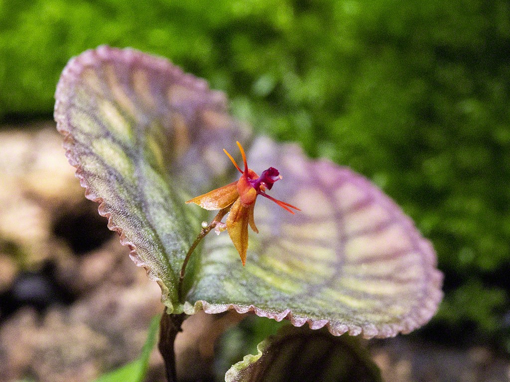 Lepanthes tentaculata