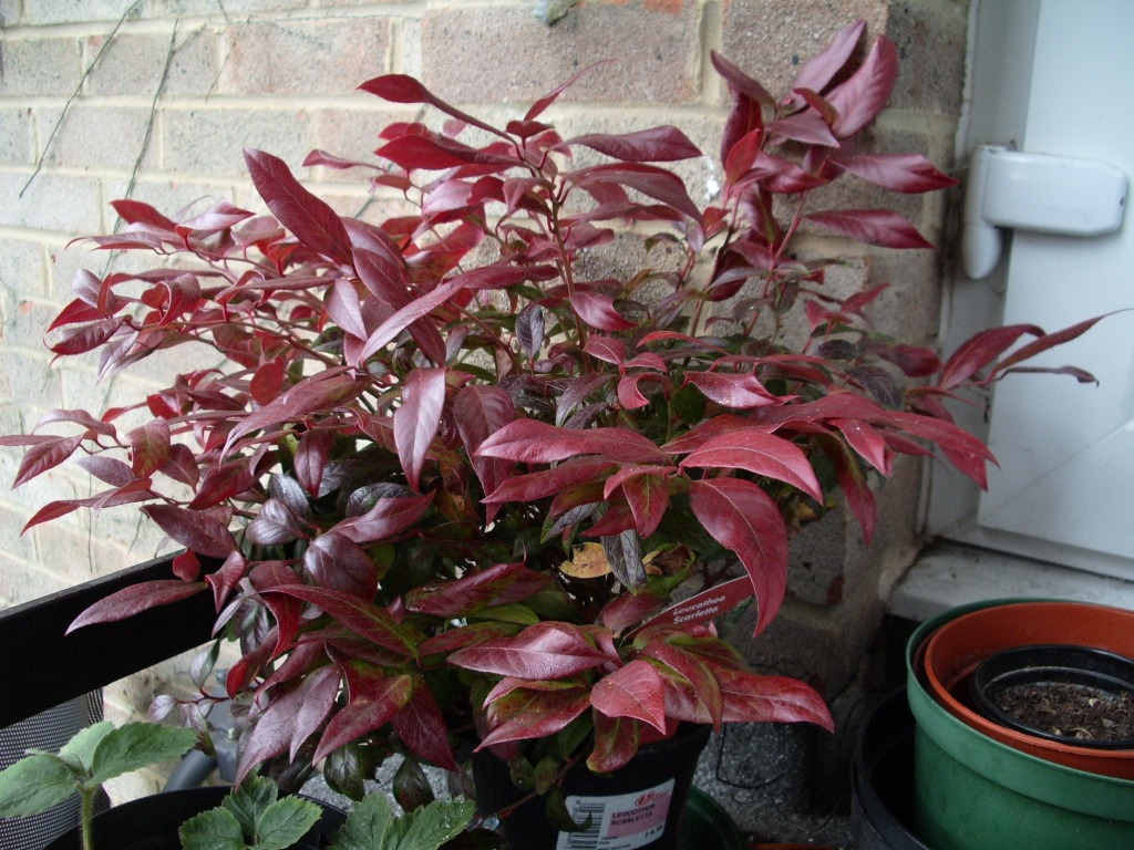 Leucothoe