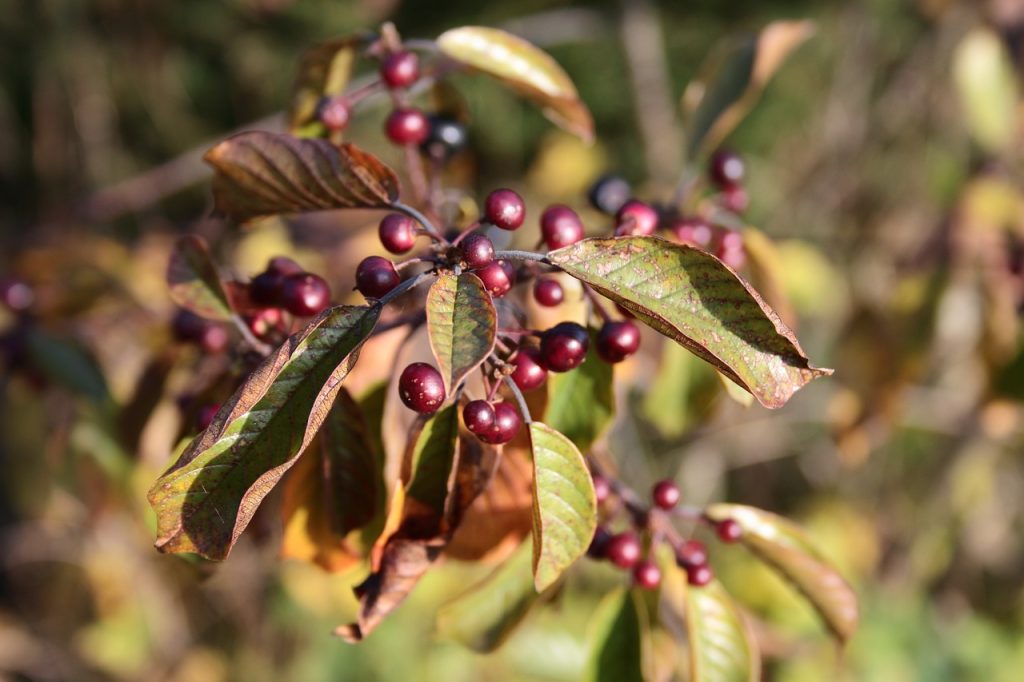 Rhamnus