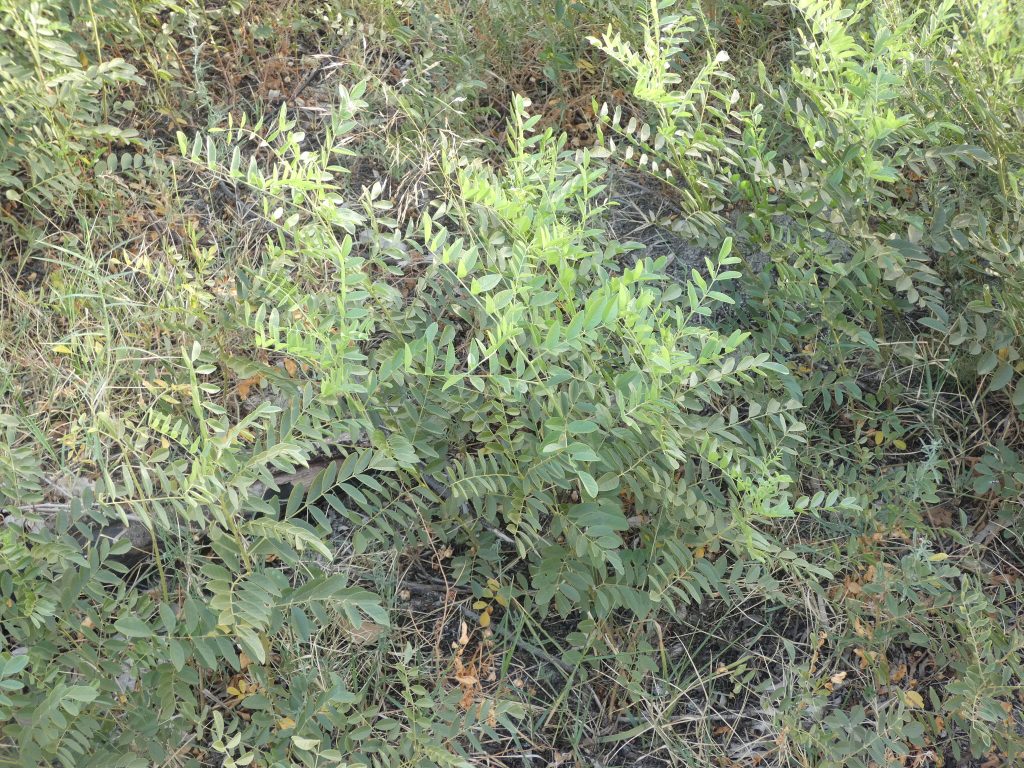 Glycyrrhiza glabra