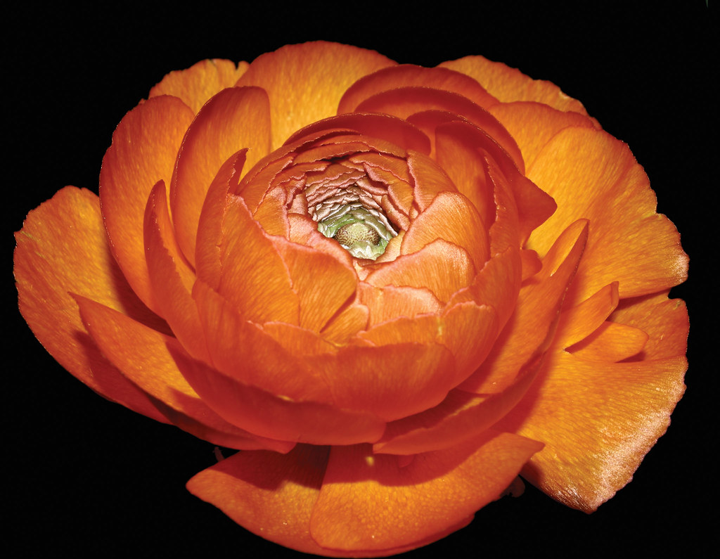 Ranunculus asiaticus