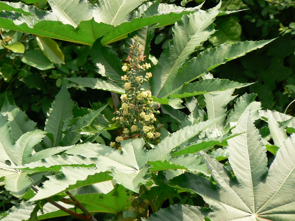 Ricinus communis