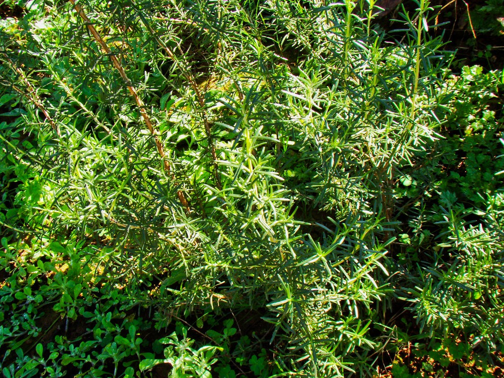 Rosmarinus officinalis