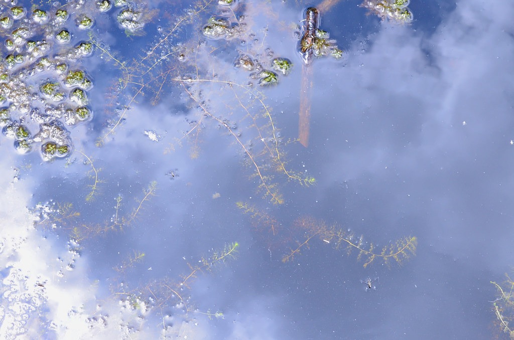 utricularia geminiscapa