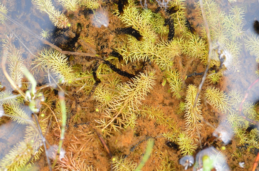 utricularia intermedia