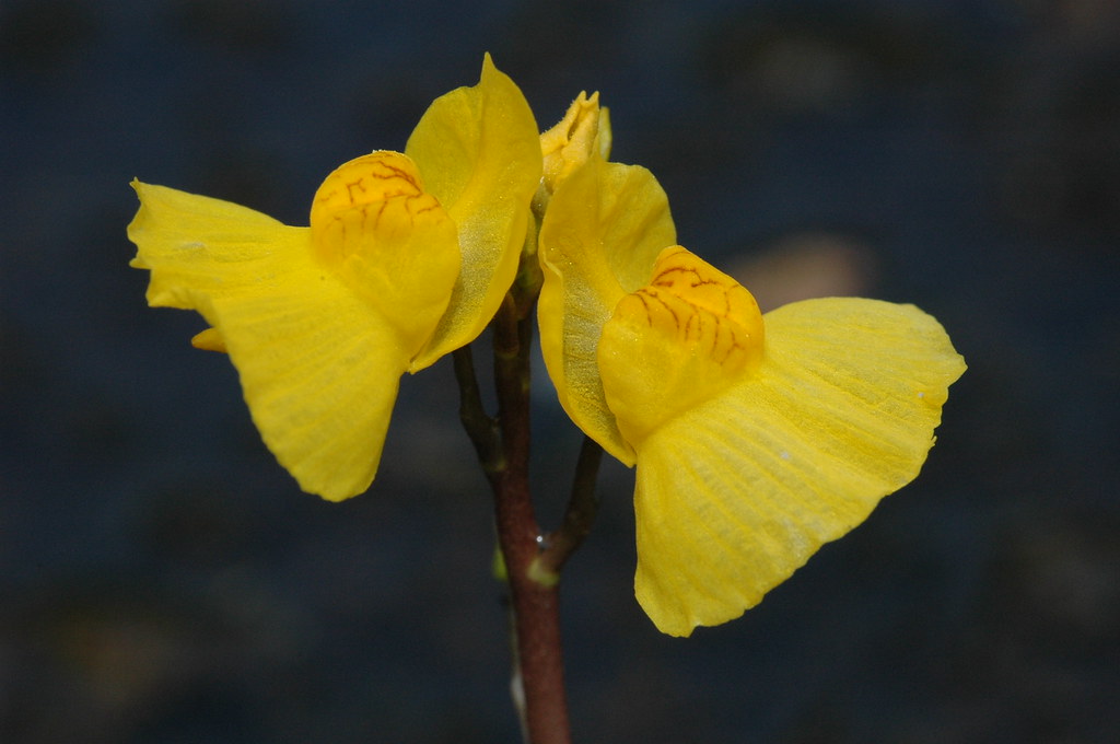 Utricularia vulgaris