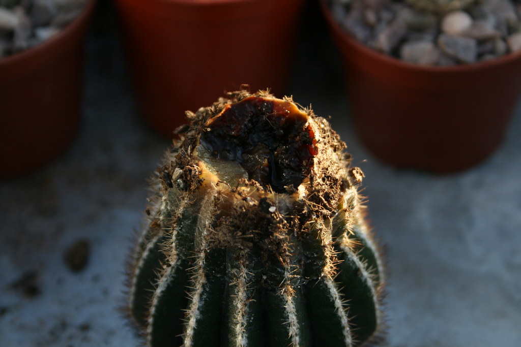 uebelmannia pectinifera