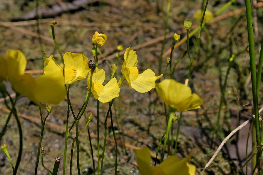 utricularia gibba