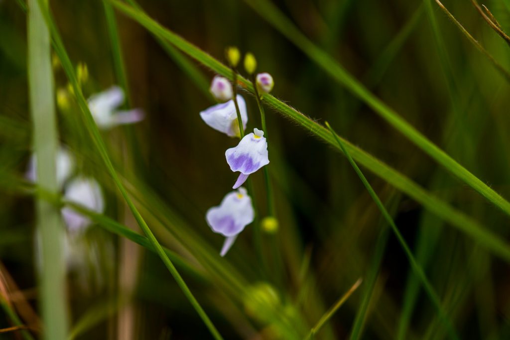 utricularia livida