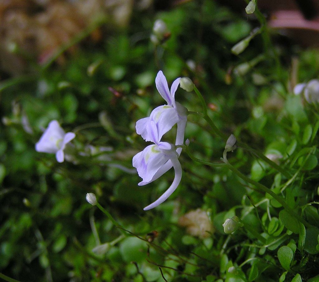 utricularia sandersonii