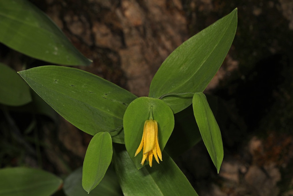 uvularia perfoliata