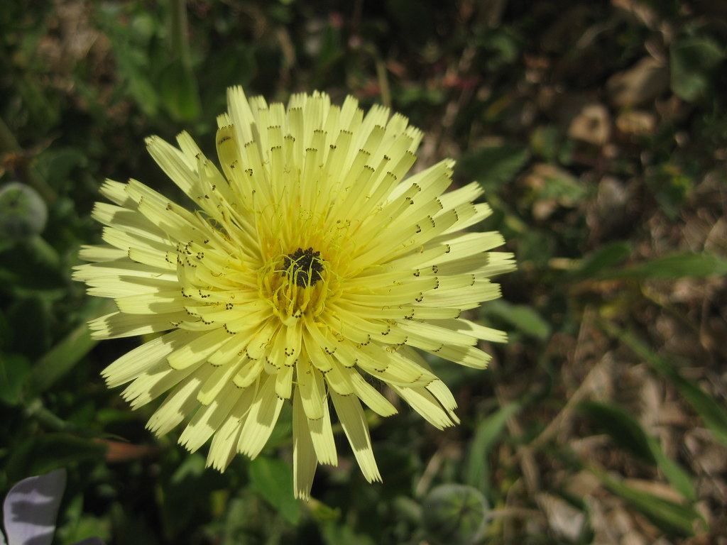 Urospermum dalechampii