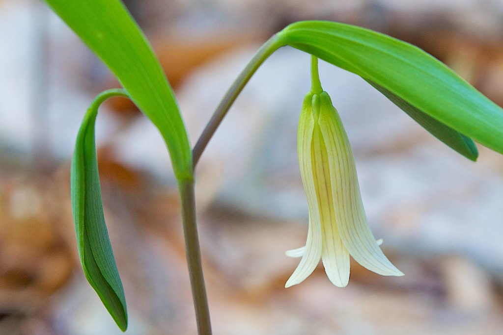 uvularia sessilifolia