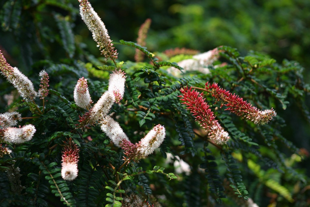 Weinmanniamauritiana