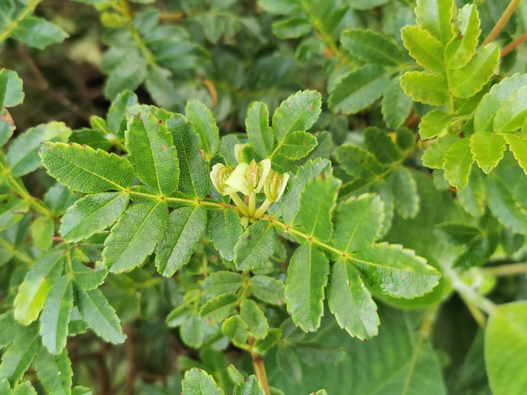 Weinmannia tinctoria