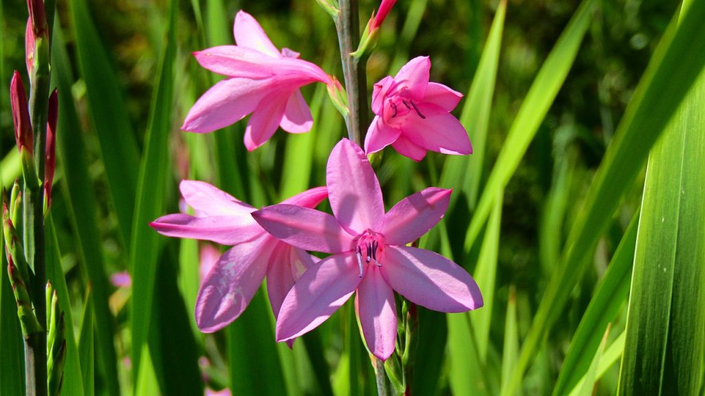Watsonia