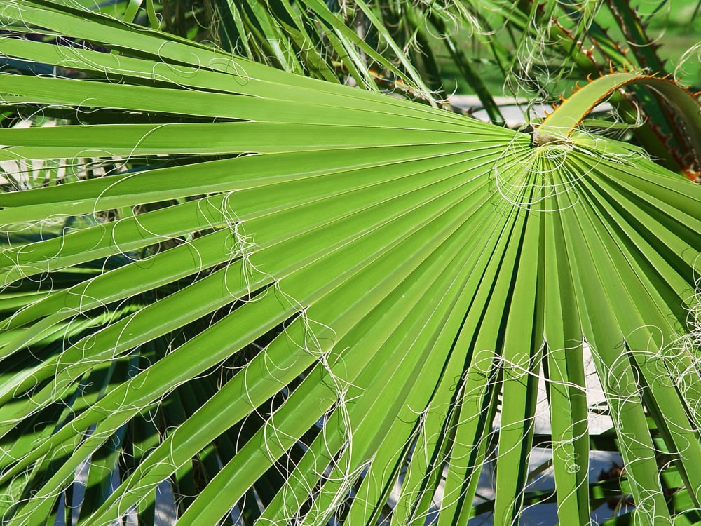 Washingtonia robusta