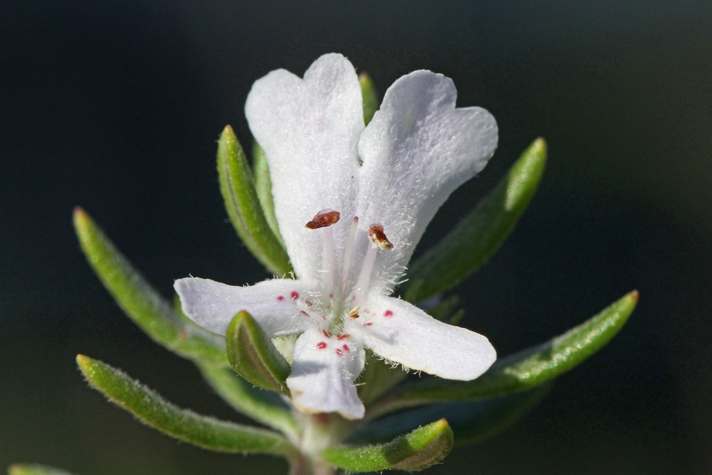 Westringia fruticosa
