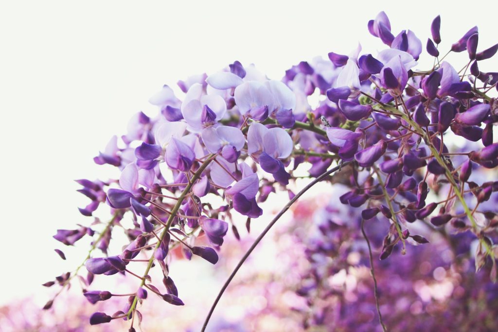 Wisteria sinensis