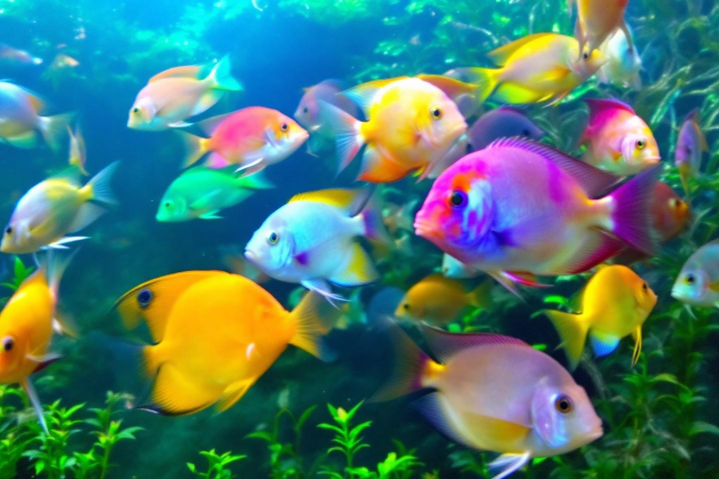 Les poissons d'aquarium d'eau douce : guide des espèces les plus populaires