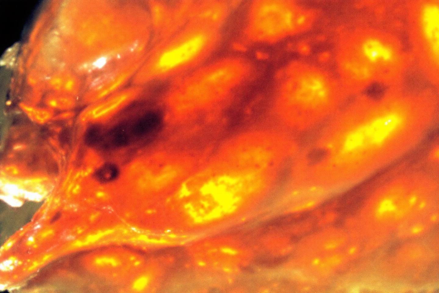 Pourquoi les requins urinent-ils par la peau : secrets de leur physiologie unique