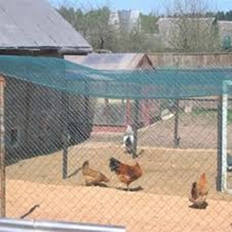 Poulailler protégé des oiseaux sauvages