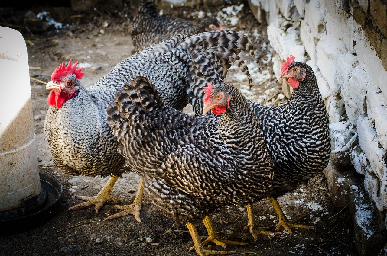 Poux des poules : comment s'en débarrasser ?
