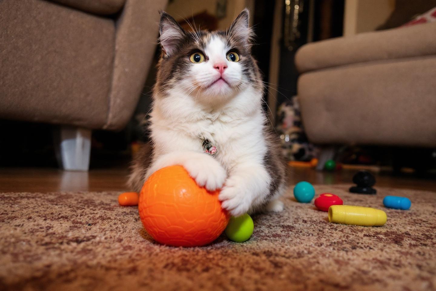 Prénoms pour chats mâles : 400 idées de noms pour votre félin