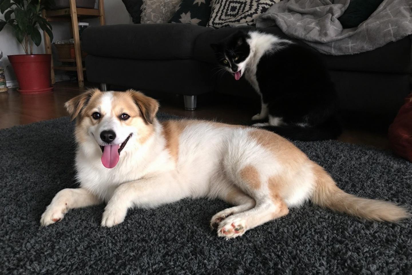 Prénoms pour chien et chat : trouvez des idées de noms pour votre animal