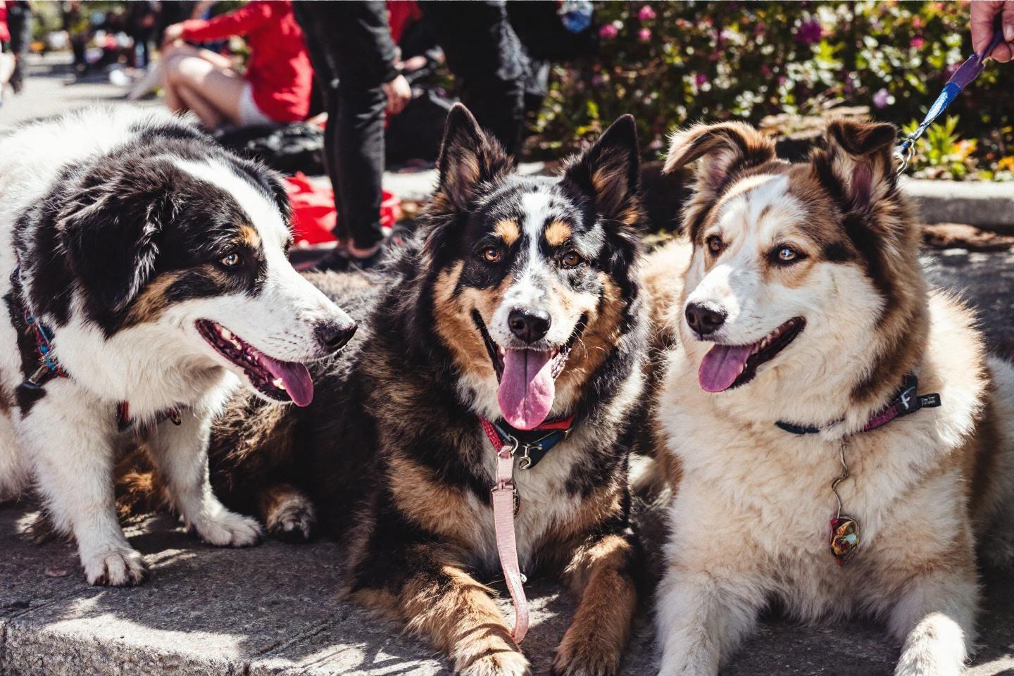 Prénoms pour chien en F : idées de noms par catégorie pour chiens et chiots