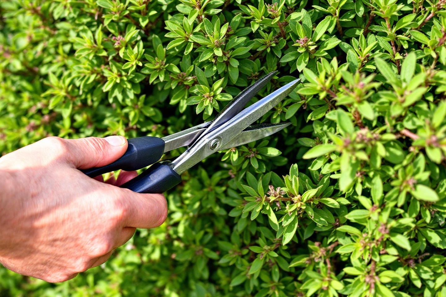 Quand et comment tailler la sauge arbustive : conseils et entretien