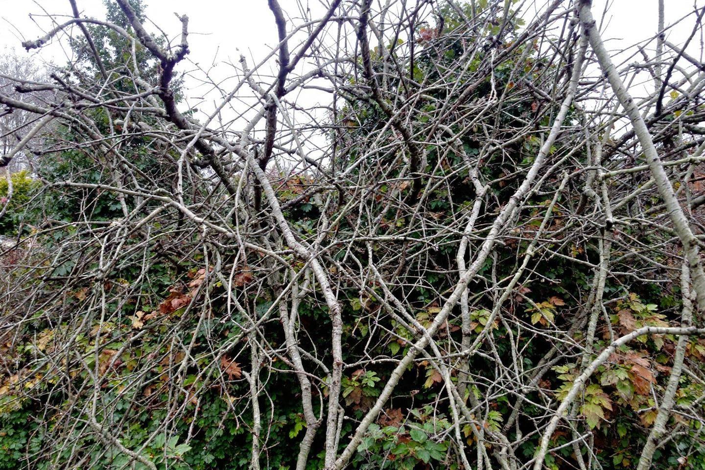 R&eacute;seau dense de branches nues avec feuilles d'automne